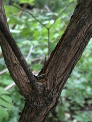 Philadelphus coronarius