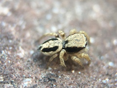 Habronattus pyrrithrix