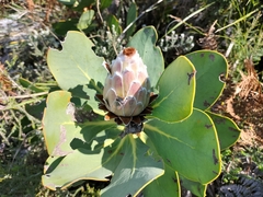 Protea speciosa
