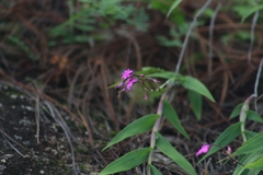 Epidendrum longicaule