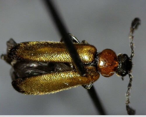 iNaturalist observation photo of Darkling Beetles and Allies