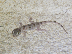 Tenuidactylus caspius