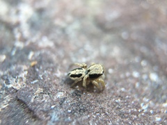 Habronattus pyrrithrix