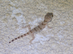 Tenuidactylus caspius