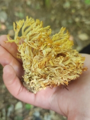 Ramaria rasilispora