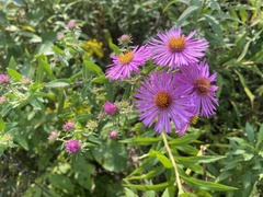Symphyotrichum novae-angliae