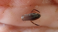 Corixini