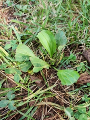 Plantago major
