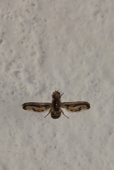 Toxonevra muliebris
