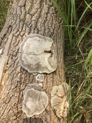 Fomes fomentarius