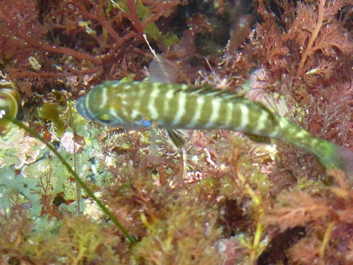 Zebra-perch Sea Chub