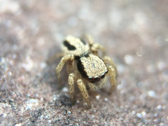 Habronattus pyrrithrix
