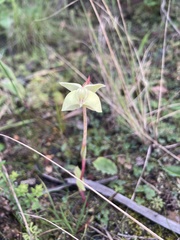 Pterygodium catholicum