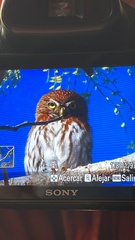Glaucidium brasilianum