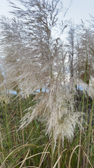 Miscanthus sinensis