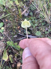 Pterygodium catholicum