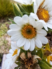 Osmitopsis asteriscoides