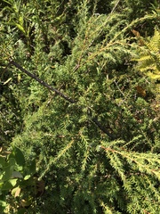 Juniperus communis