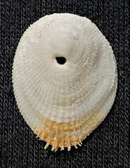 Pilosabia trigona