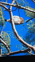 Glaucidium brasilianum