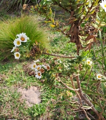 Osmitopsis asteriscoides