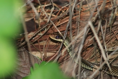 Drymobius margaritiferus