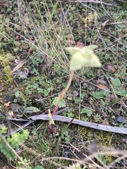 Pterygodium catholicum