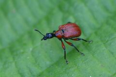 Apoderus coryli