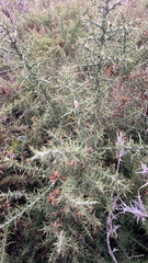 Ulex europaeus