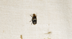Euparius paganus