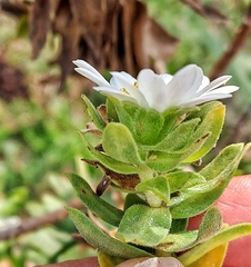 Osmitopsis asteriscoides