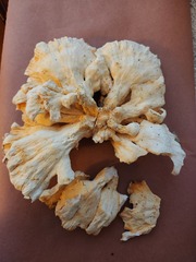 Laetiporus cincinnatus