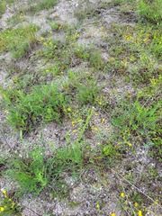 Cephalaria uralensis