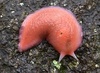 Kaputar Pink Slug - Photo (c) Jude Wright, some rights reserved (CC BY-NC), uploaded by Jude Wright