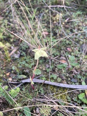 Pterygodium catholicum