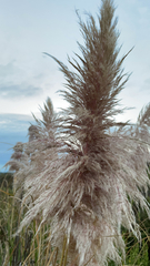 Cortaderia selloana