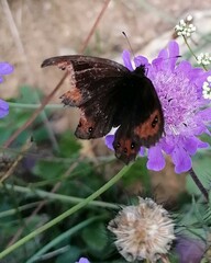Erebia montanus