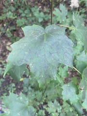 Acer nigrum