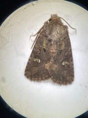 Lacinipolia renigera