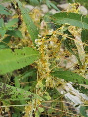 Cuscuta