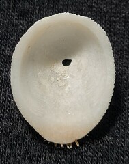 Pilosabia trigona