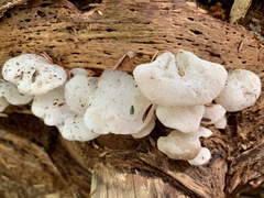 Pseudohydnum gelatinosum