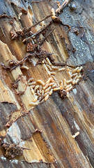 Reticulitermes flavipes