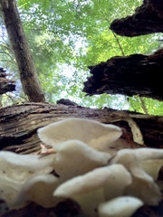 Pseudohydnum gelatinosum