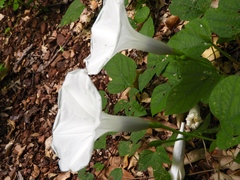 Ipomoea scopulorum