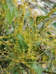 Cuscuta