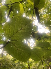 Hamamelis virginiana