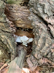 Pseudohydnum gelatinosum