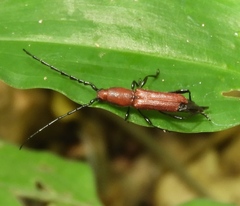 Ancylocerina