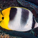 Pacific Double-saddle Butterflyfish - Photo (c) François Libert, some rights reserved (CC BY-NC-SA), uploaded by François Libert